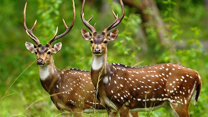 deer