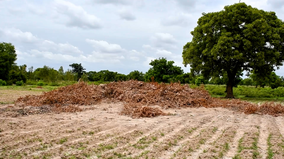 farmers field