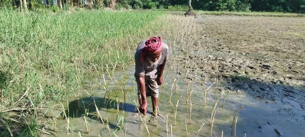 farmer