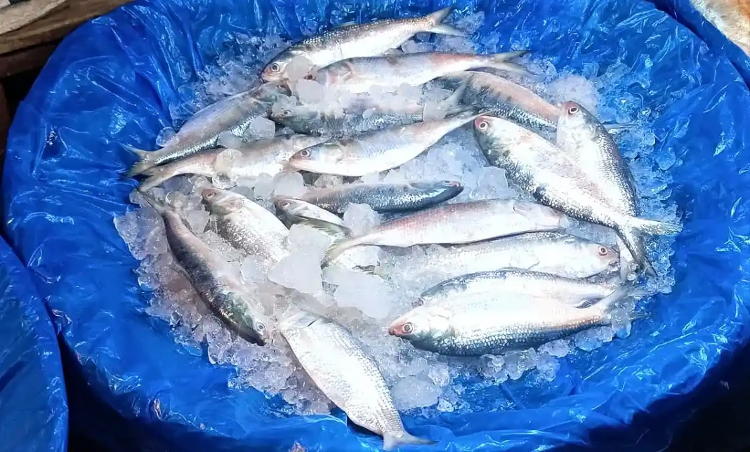 ইলিশ