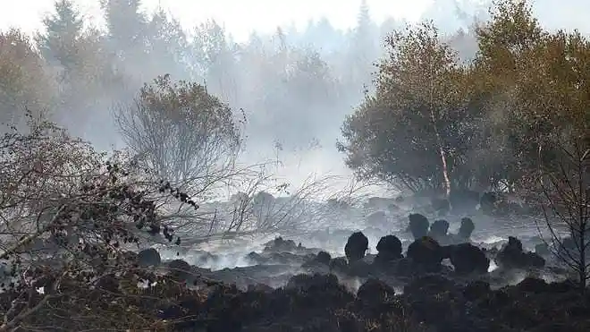 Burnt vegetation in a field affected by a wildfire in the High Fens region of Belgium.
