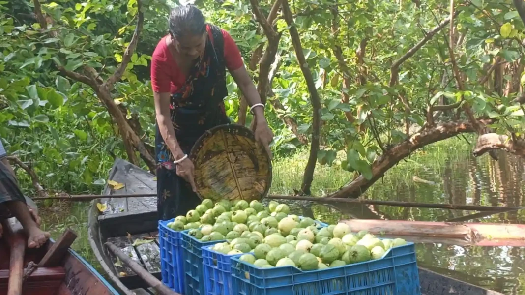 Flotting Guava Market