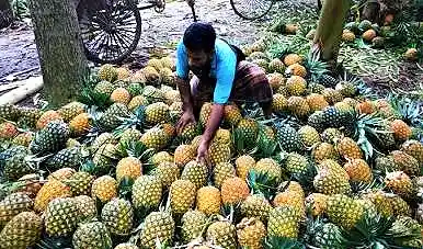 Pinapple Market Bangladesh